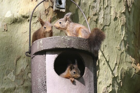 Three young squirrels (Sciurus vulgaris) on owl nesting box, Hesse, Germany