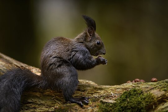 Squirrel (Sciurus) with nut on branch, Fischen, Oberallg&auml;u, Bavaria, Germany