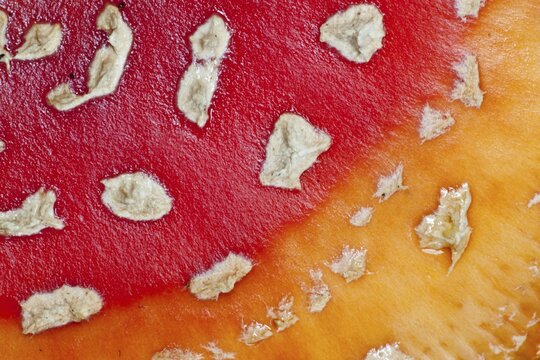 Fly Agaric (Amanita muscaria), detail, macro view, North Hesse, Hesse, Germany