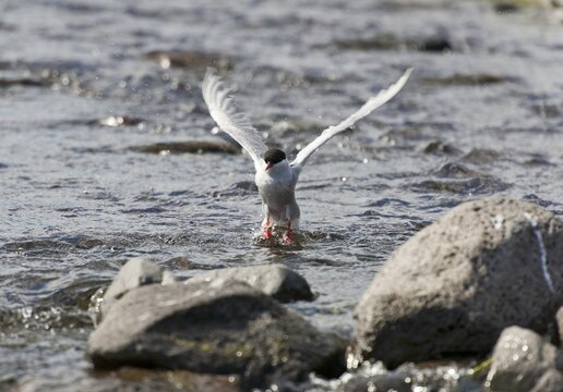 Arctic Tern (Sterna paradisaea), at a stream, Arnarstapi, Sn&aelig;fellsness, Sn&aelig;fellsnes, Iceland, Europe