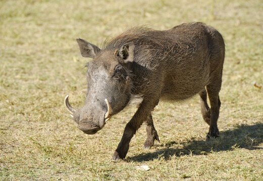 Desert Warthog (Phacochoerus aethiopicus) on the camping site of Fort Namutoni, Etosha National Park, Namibia, Africa