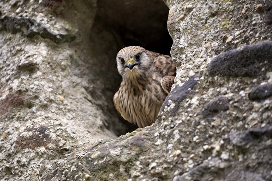 Common kestrel (Falco tinnunculus), adult in breeding cave, calling, Kasselburg, Pelm, Eifel, Germany
