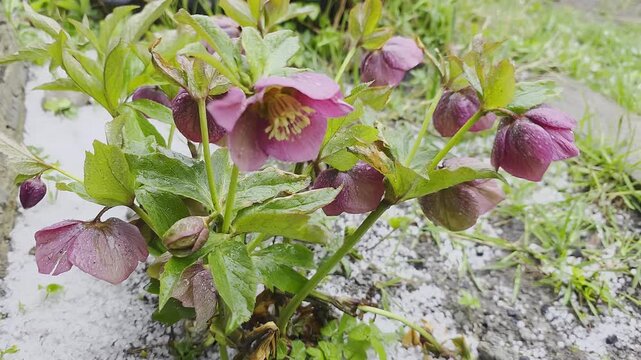 Close-up of purple hellebore flowers in a garden covered with white hail after a spring storm. Concept of extreme weather and climate impact on nature