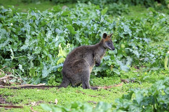 Swamp wallaby (Wallabia bicolor), adult, Wilsons Promontory National Park, Victoria, Australia