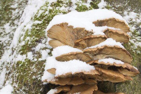 Oyster Mushrooms (Pleurotus ostreatus) in winter, Hesse, Germany
