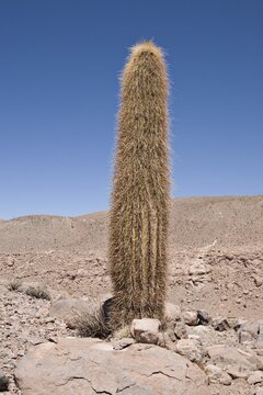 Giant Cardon Cactus (Echinopsis atacamensis), Valley of the Cacti, Regi&oacute;n de Antofagasta, Chile