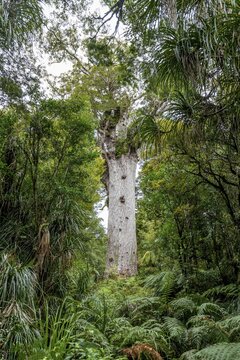 Oldest Kauri tree, Tāne Mahuta, Lord of the forest or god of the forest, dense rainforest, Waipoua Forest, Northland, North Island, New Zealand