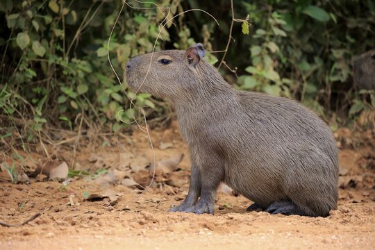 Capybara (Hydrochoerus hydrochaeris), young animal, on land, alert, Pantanal, Mato Grosso, Brazil
