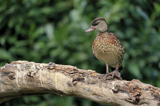 Spotted whistling duck (Dendrocygna guttata), adult, alert, on tree trunk, captive, Indonesia