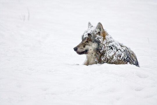 Wolf (Canis lupus), lying in the snow, captive,