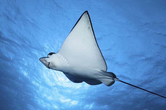 Spotted eagle ray (Aetobatus narinari) swims in blue water, back light, Great Barrier Reef, Unesco World Heritage, Coral Sea, Pacific, Australia