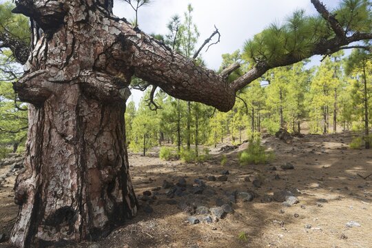 Canary Island Pine (Pinus canariensis) Arena Negras, Teide National Park, Tenerife, Canary Islands, Spain