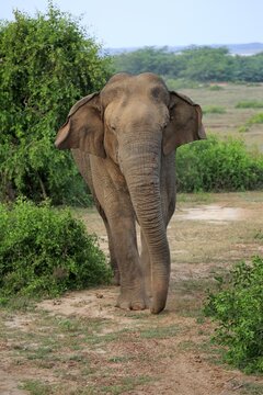 Sri Lankan elephant (Elephas maximus maximus), male, foraging, Bundala National Park, Sri Lanka