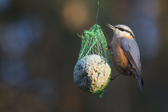 Eurasian nuthatch (Sitta europaea) eats from bird fat ball, Lower Saxony, Germany