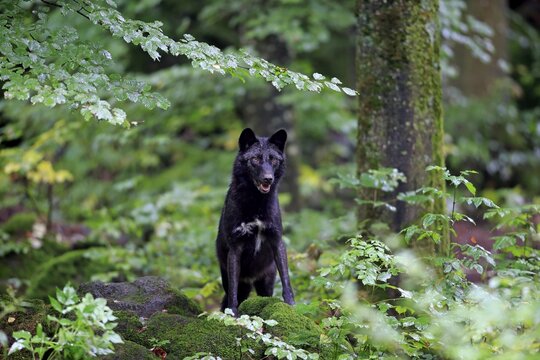 Eastern Wolf (Canis lupus lycaon), adult, captive, Eifel, Germany