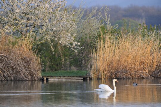 Mute Swan (Cygnus olor), Schonau Ponds, Triestingtal, Lower Austria, Austria, Europe