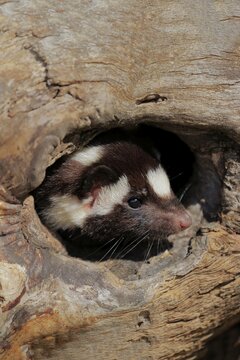 Eastern spotted skunk (Spilogale putorius) looks out of rotten trunk, adult, alert, Pine County, Minnesota, USA
