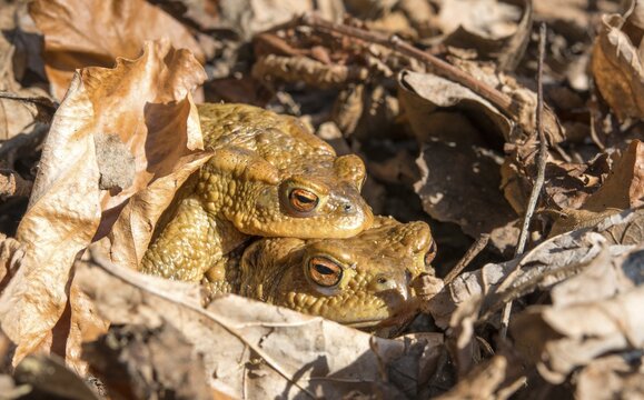 Common toads (Bufo bufo) mating in foliage, mating season, Stallauer Weiher, Bavaria, Germany