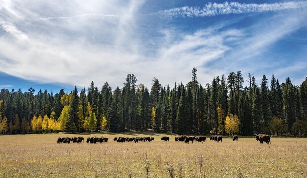 Grazing herd Beefalos or Cattalos, cross between American Bison (Bison bison) and domestic cattle (Bos taurus), Grand Canyon National Park, North Rim, Arizona, USA