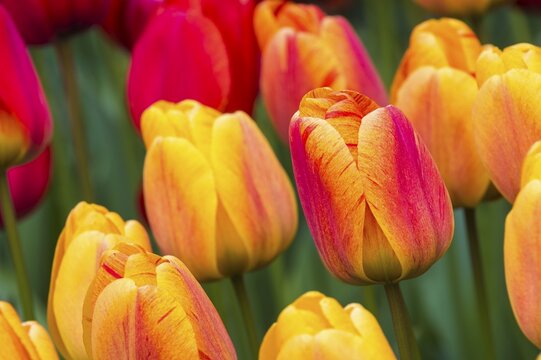 Close up of red and yellow tulips (tulipa) in bloom, Keukenhof Gardens Exhibit, Lisse, South Holland, The Netherlands