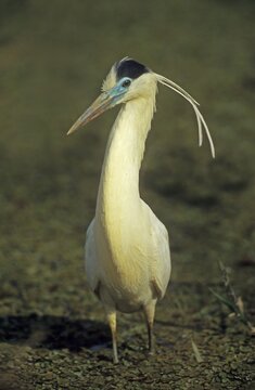 Capped Heron (Pilherodius pileatus) Pantanal, Brazil, South America