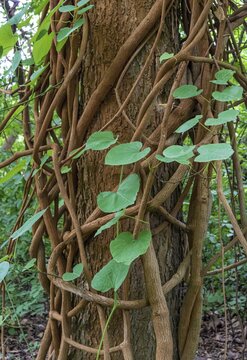 Liane on a tree, Botanical Garden, Dahlem, Berlin, Germany