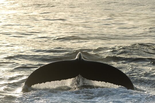 Fluke of a diving Humpback Whale (Megaptera novaeangliae), Barents Sea, Nordaustlandet, Svalbard Archipelago, Svalbard and Jan Mayen, Norway