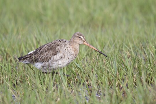Black-tailed Godwit (Limosa limosa), Texel, West Frisian Islands, province of North Holland, The Netherlands