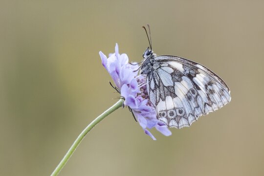 Marbled White (Melanargia galathea) on Meadow Widow Flower (Knautia arvensis), North Hesse, Hesse, Germany