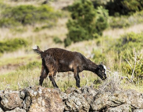 Goat (Capra) on a stone wall, La Palma, Canary Islands, Spain