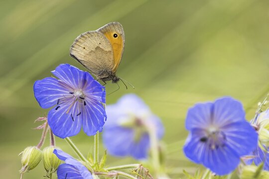 Meadow Brown (Maniola jurtina) on Meadow cranesbill (Geranium) (Geranium pratense) Hesse, Germany