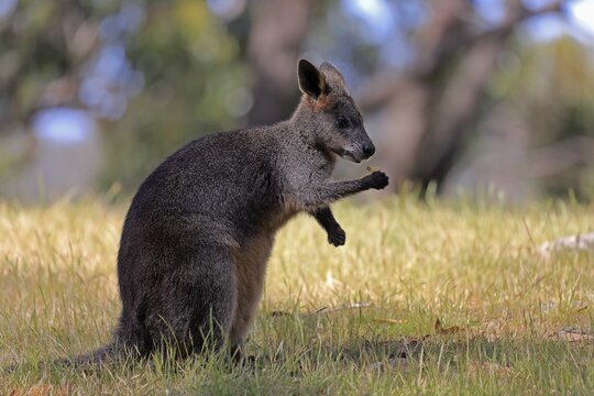 Swamp wallaby (Wallabia bicolor), adult, feeding, Mount Lofty, South Australia, Australia