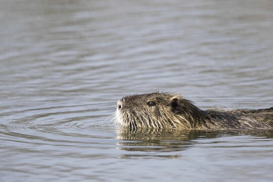 Coypu (Myocastor coypus) swims in water, Hesse, Germany