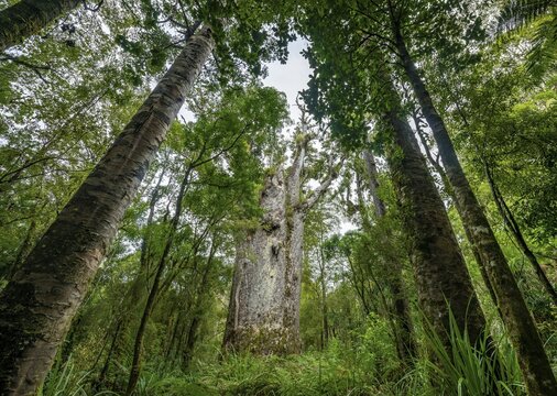 Te Matua Ngahere, father of the forest, huge Agathis australis (Agathis australis), Four Sisters, Waipoua Forest, Northland, North Island, New Zealand