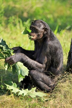 Bonobo (Pan Paniscus), adult, eats leaves, captive