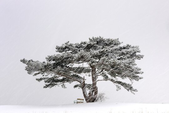 European Black Pine (Pinus nigra) in a snowstorm, Lower Austria, Austria, Europe