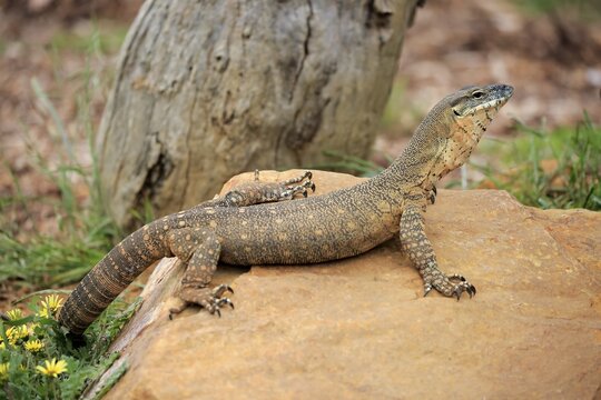 Rosenberg's monitor (Varanus rosenbergi), adult, Parndana, Kangaroo Island, South Australia, Australia