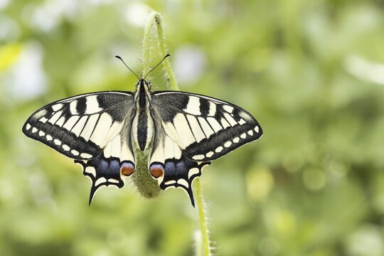 Swallowtail (Papilio machaon) to bud of poppy flowers (Papaver rhoeas), Hesse, Germany