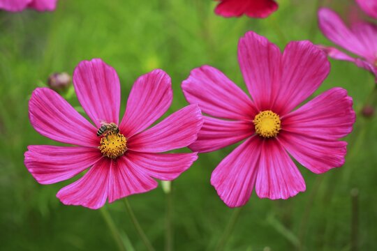 Cosmos (Cosmos bipinnatus), flowering, Germany