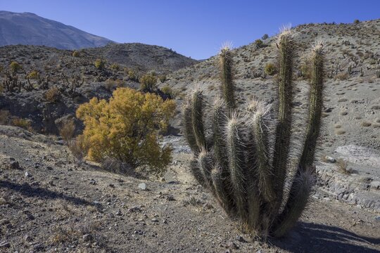 Quisco Cactus or Hedgehog Cactus (Echinopsis chiloensis), R&iacute;o Hurtado, Regi&oacute;n de Coquimbo, Chile