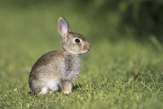 European rabbit (Oryctolagus cuniculus), Pembrokeshire, Wales, United Kingdom