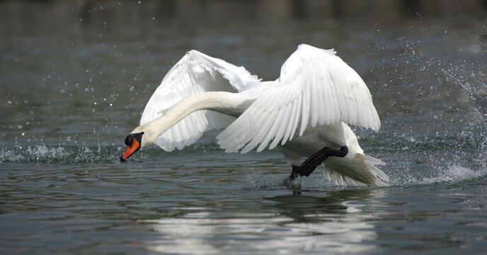 Mute swan (Cygnus olor) taking off