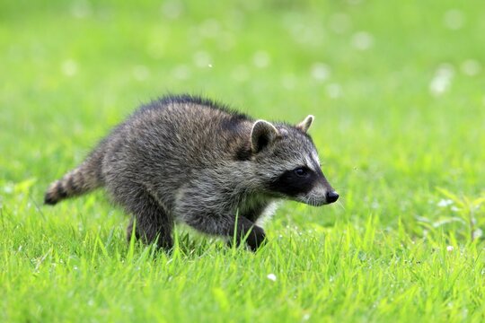 Raccoon (Procyon lotor), young animal running on grass, Pine County, Minnesota, USA