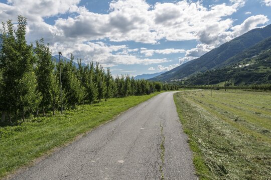 Via Claudia Augusta cycle path through apple groves with apple trees, crossing the Alps, Lake Kaltern, Kaltern, Trentino, South Tyrol, Italy