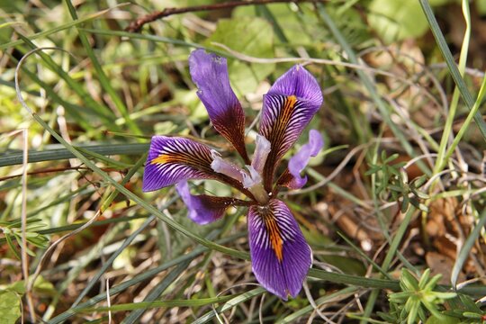 Cretan Iris (Iris cretensis) near Psychro, Lasithi Plateau, Crete, Greece, Europe
