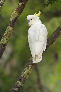Gelbhaubenkakadu (Cacatua galerita), Australien |