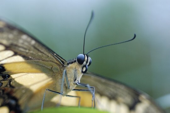 Butterfly is sitting on a leave with wide wings, Preponia demophon, Nymphalidae