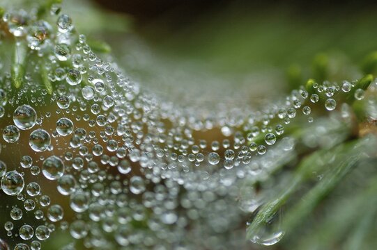 Spider net with dew drop hanging in a twig of a fir