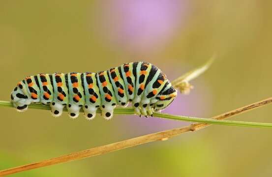 Caterpillar of the Swallowtail (Papilio machaon) Butterfly, Hesse, Germany