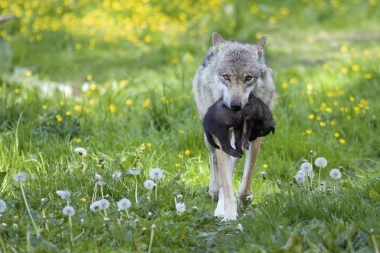 Gray wolf (Canis lupus) with young in mouth, captive, Hesse, Germany